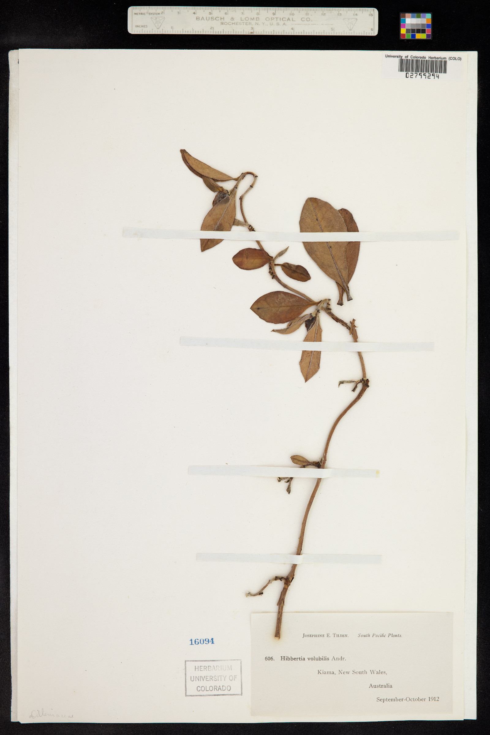 Hibbertia scandens image