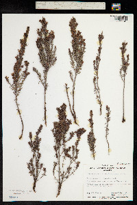 Hibbertia stricta image