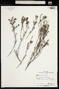 Hibbertia stricta image