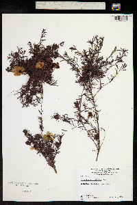 Hibbertia procumbens image