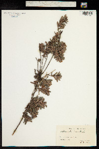 Image of Hibbertia bracteata