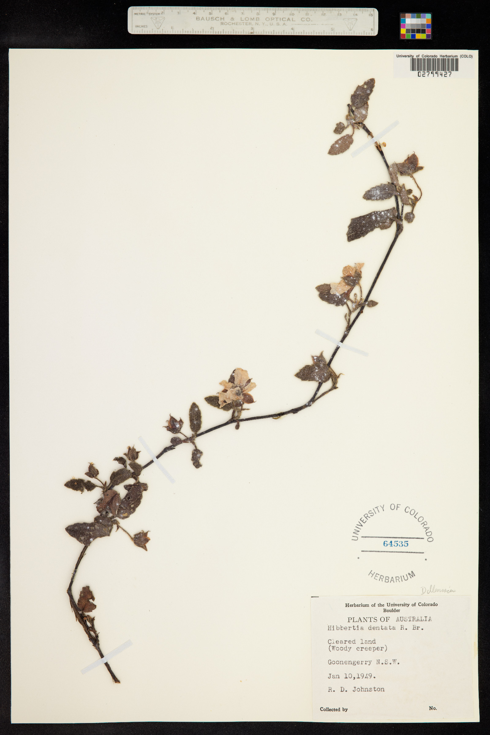 Hibbertia dentata image