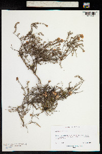 Image of Hibbertia diffusa