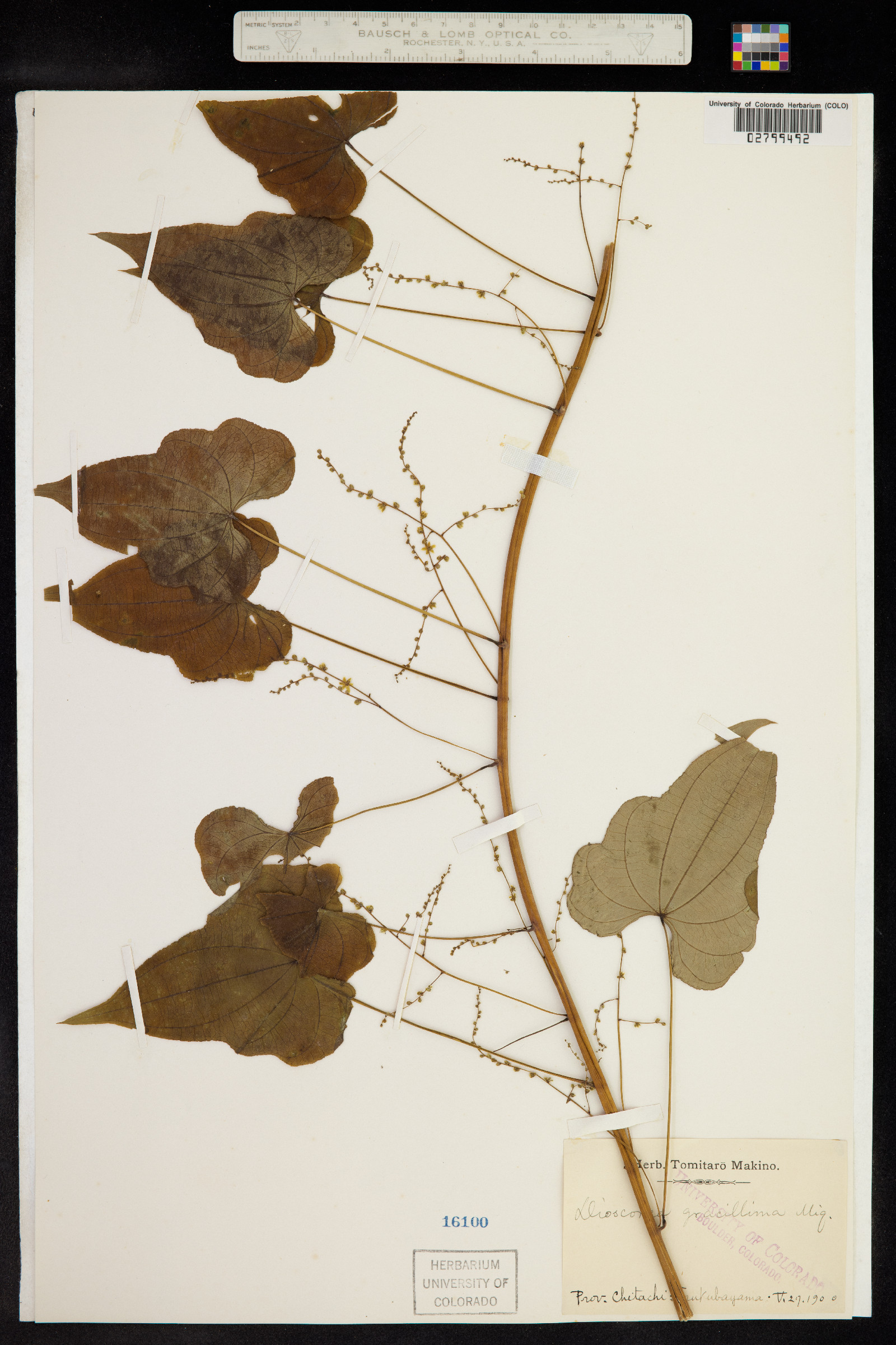 Dioscorea gracillima image