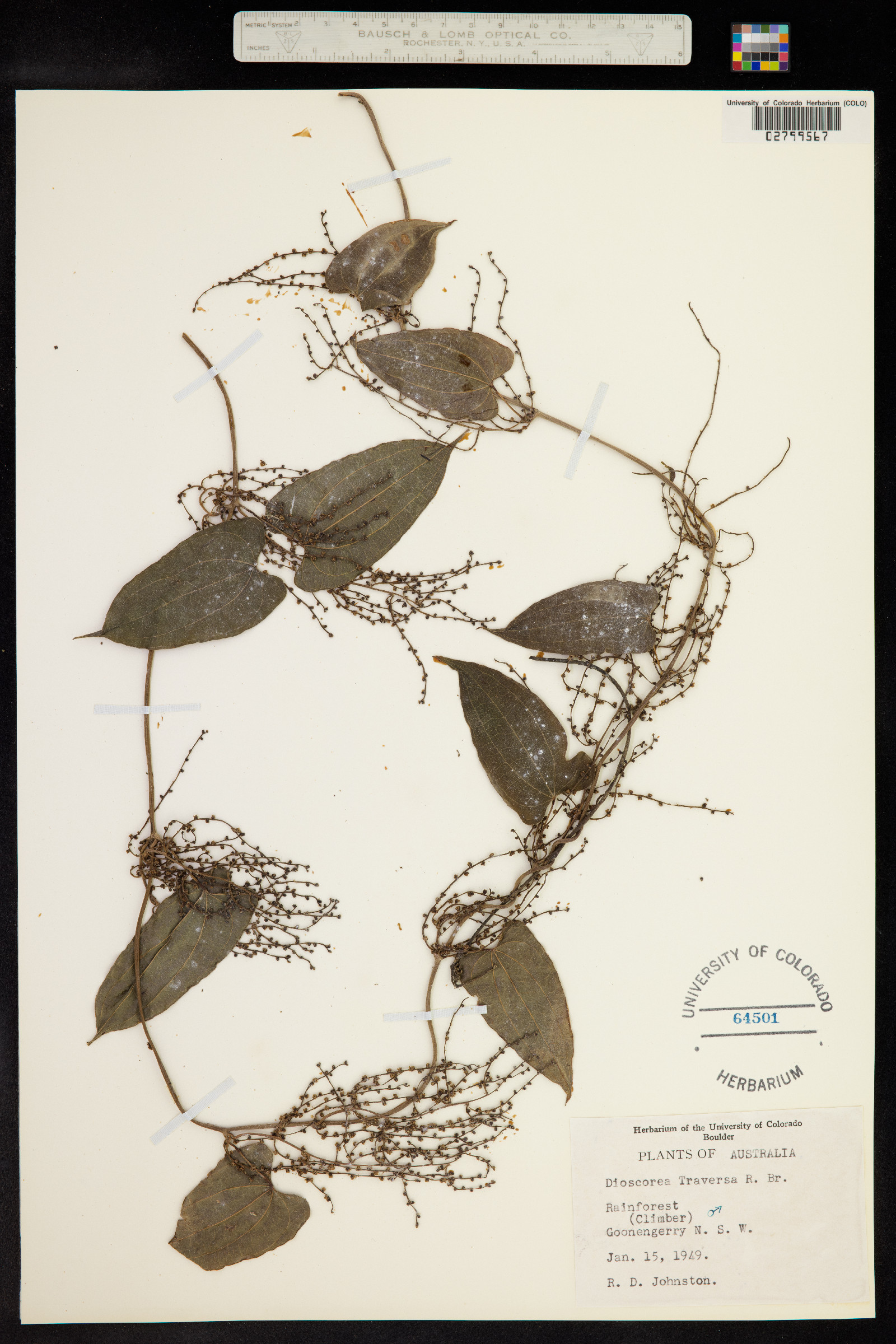 Dioscorea transversa image