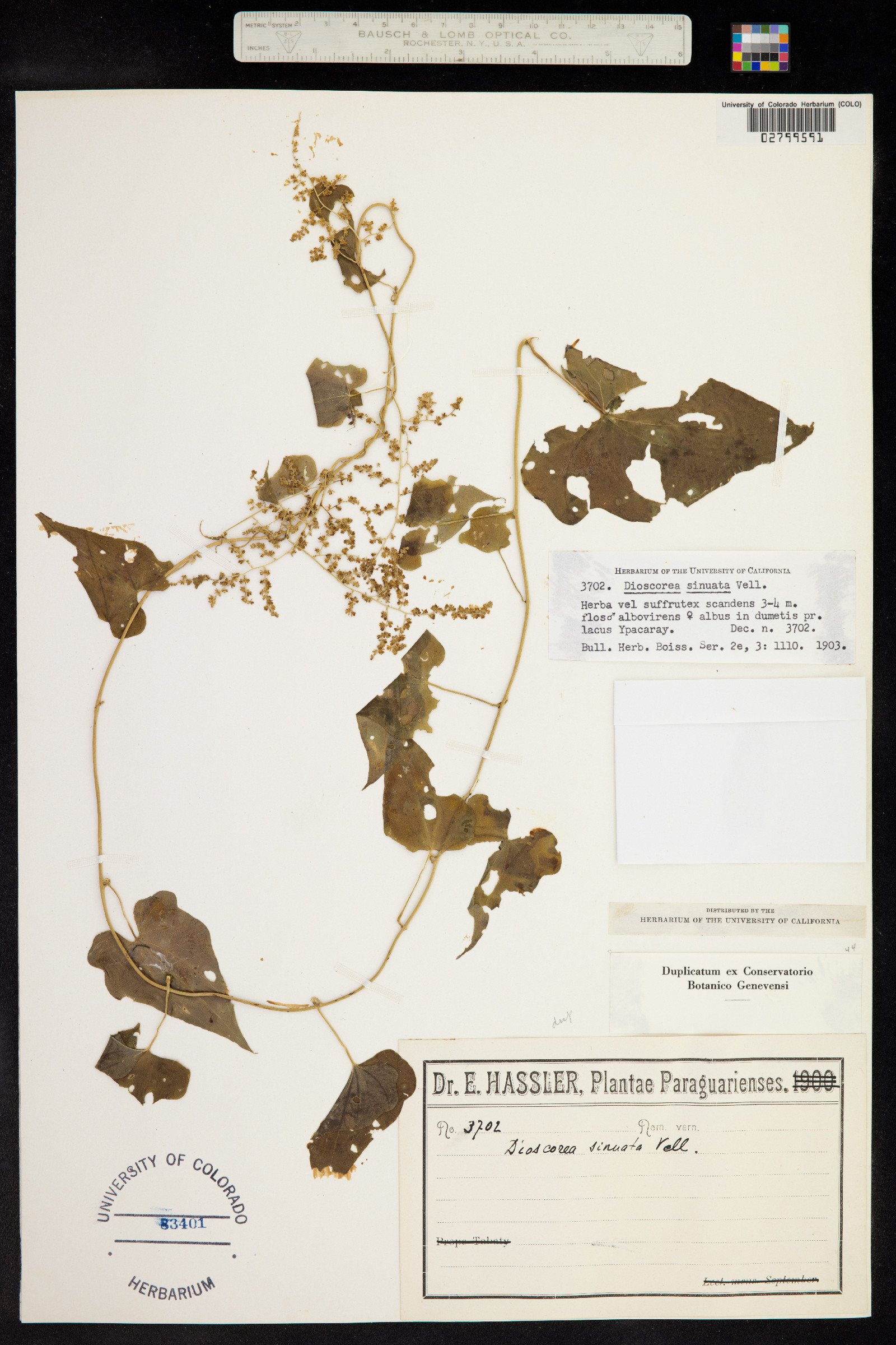 Dioscorea sinuata image