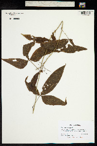 Image of Dioscorea pentaphylla