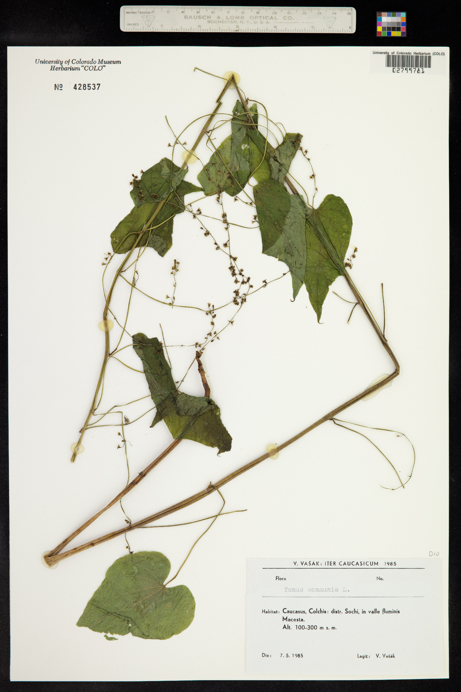 Dioscorea communis image