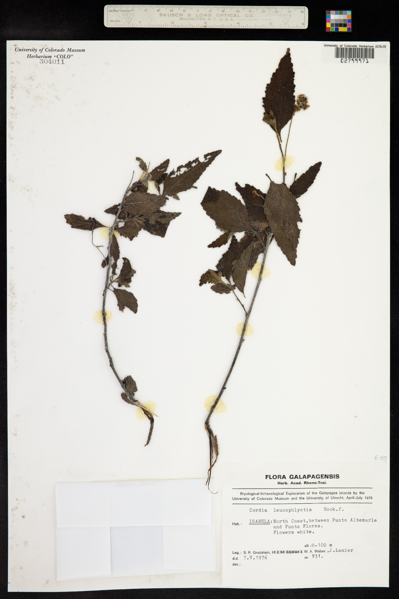 Cordia leucophlyctis image