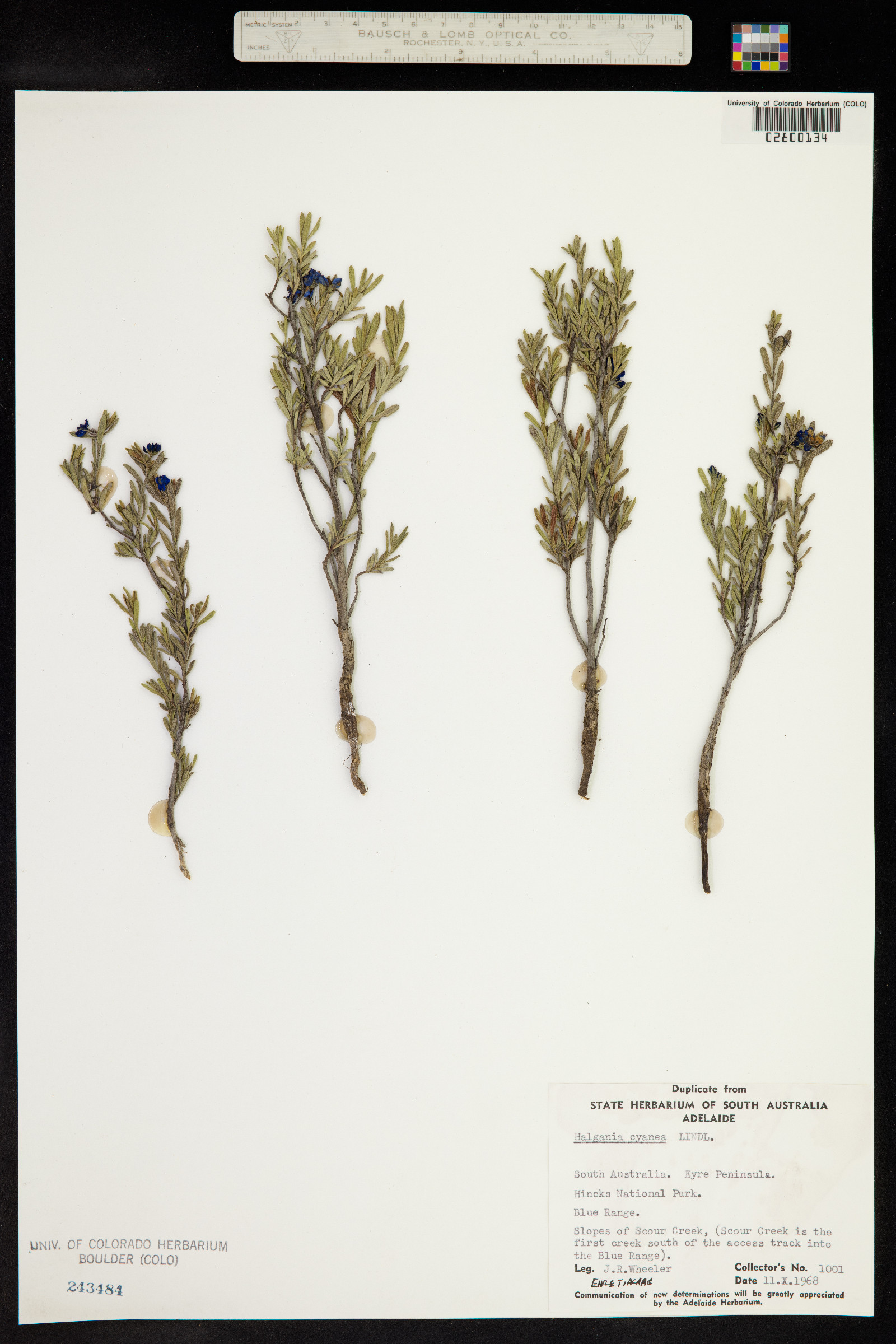 Halgania cyanea image