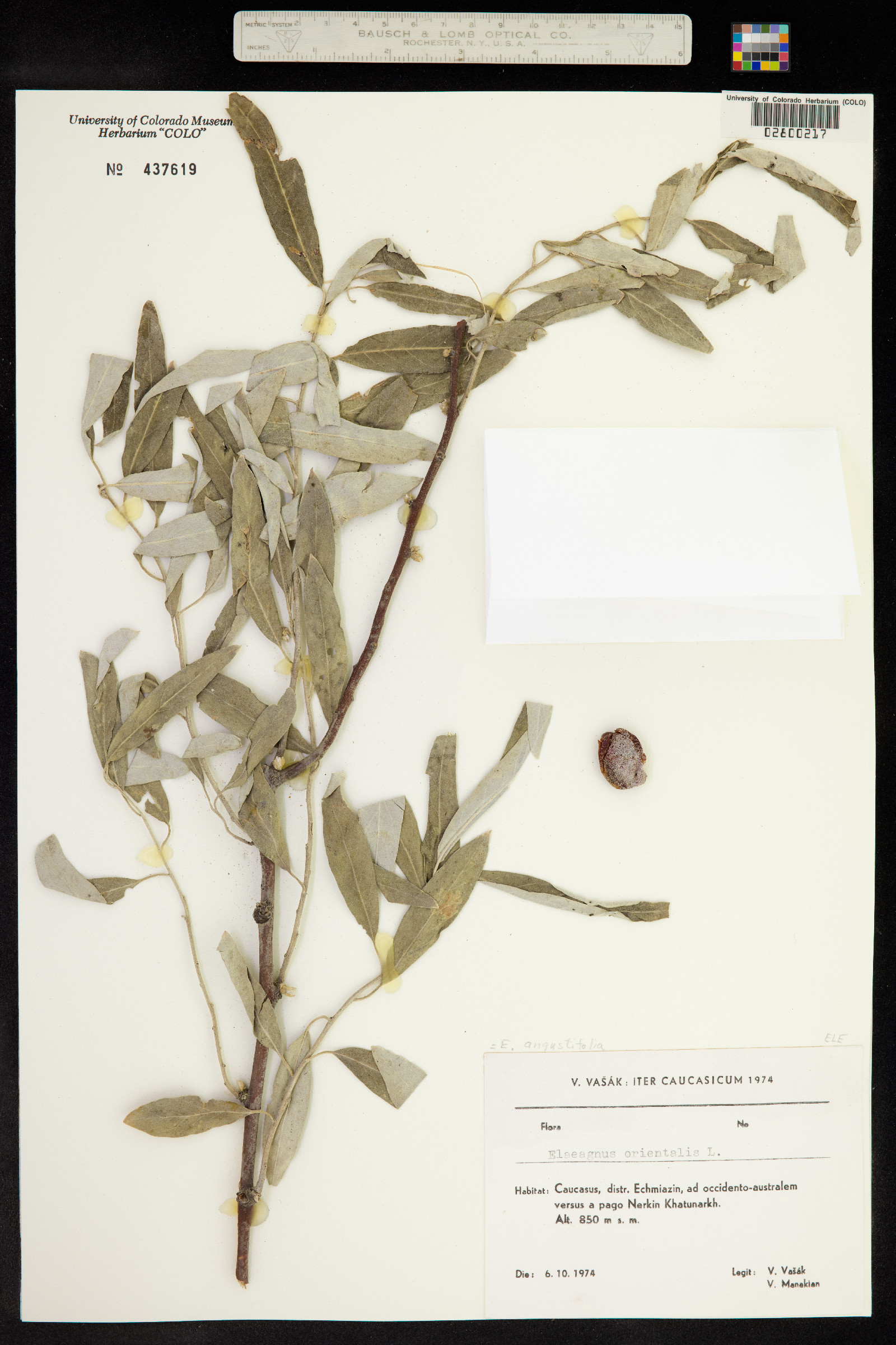 Elaeagnus angustifolia image