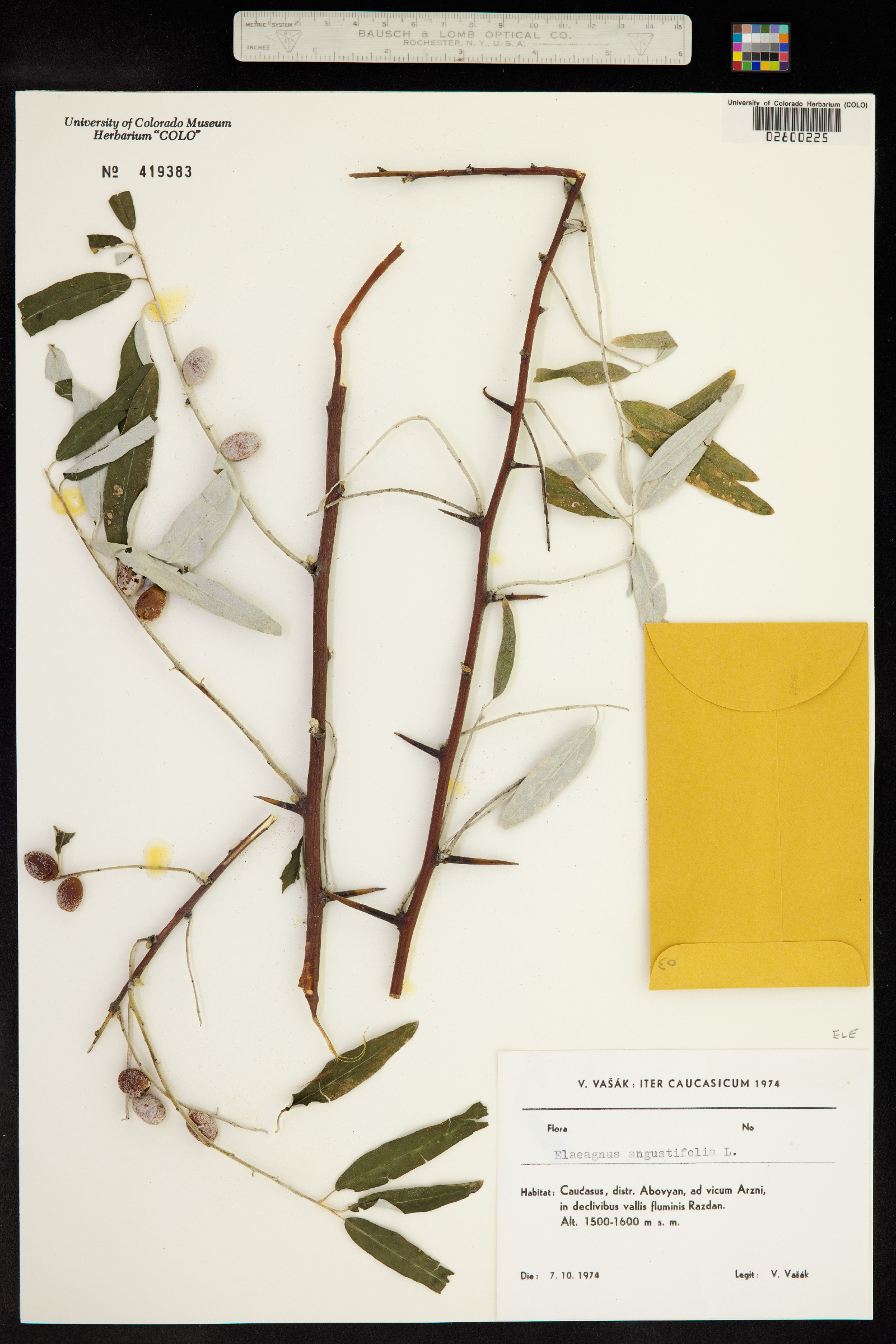 Elaeagnus angustifolia image