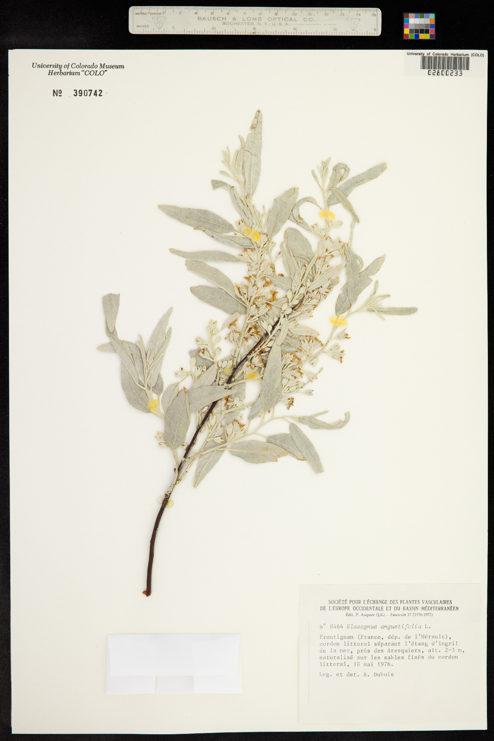 Elaeagnus angustifolia image