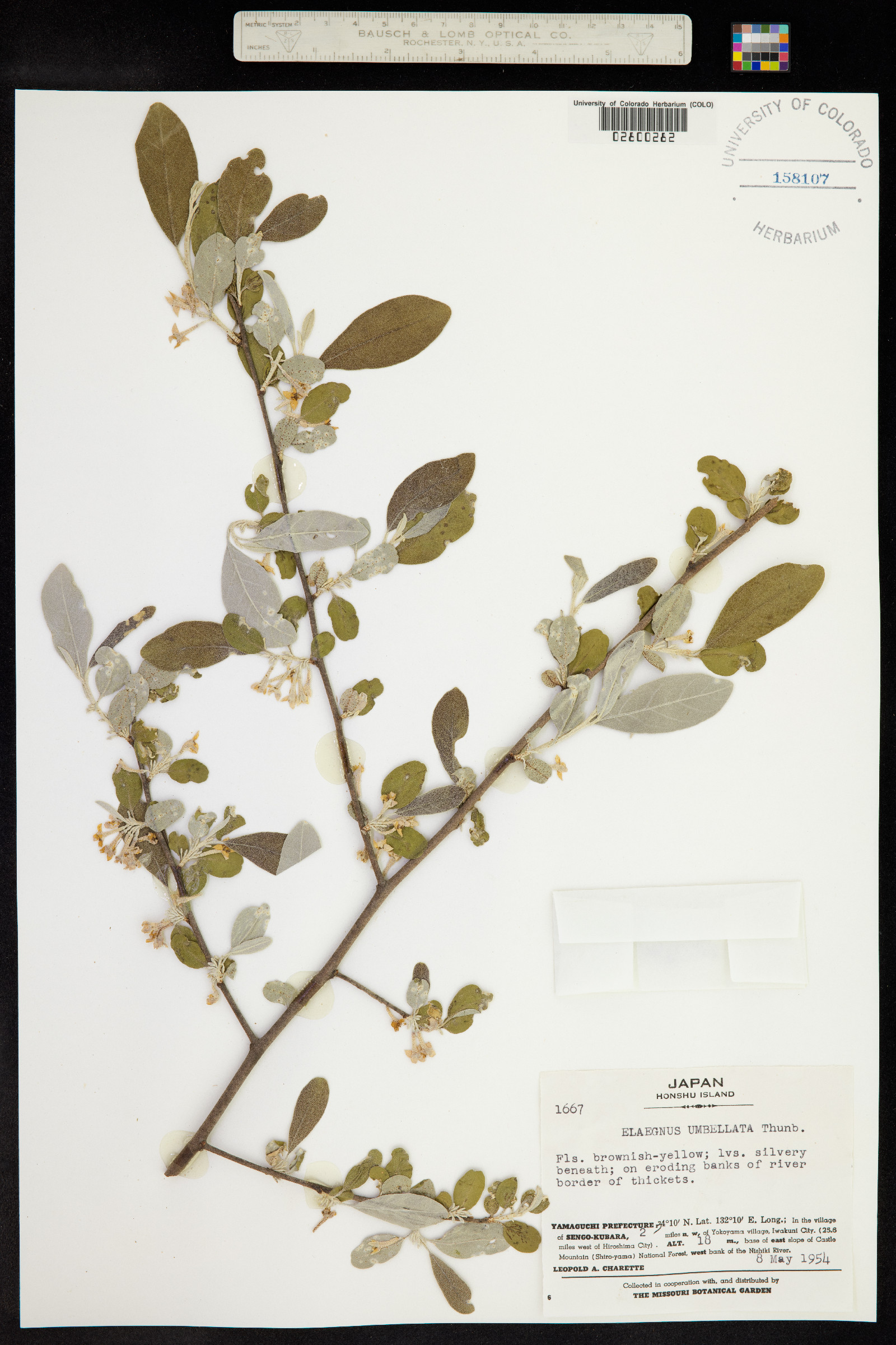 Elaeagnus umbellata image