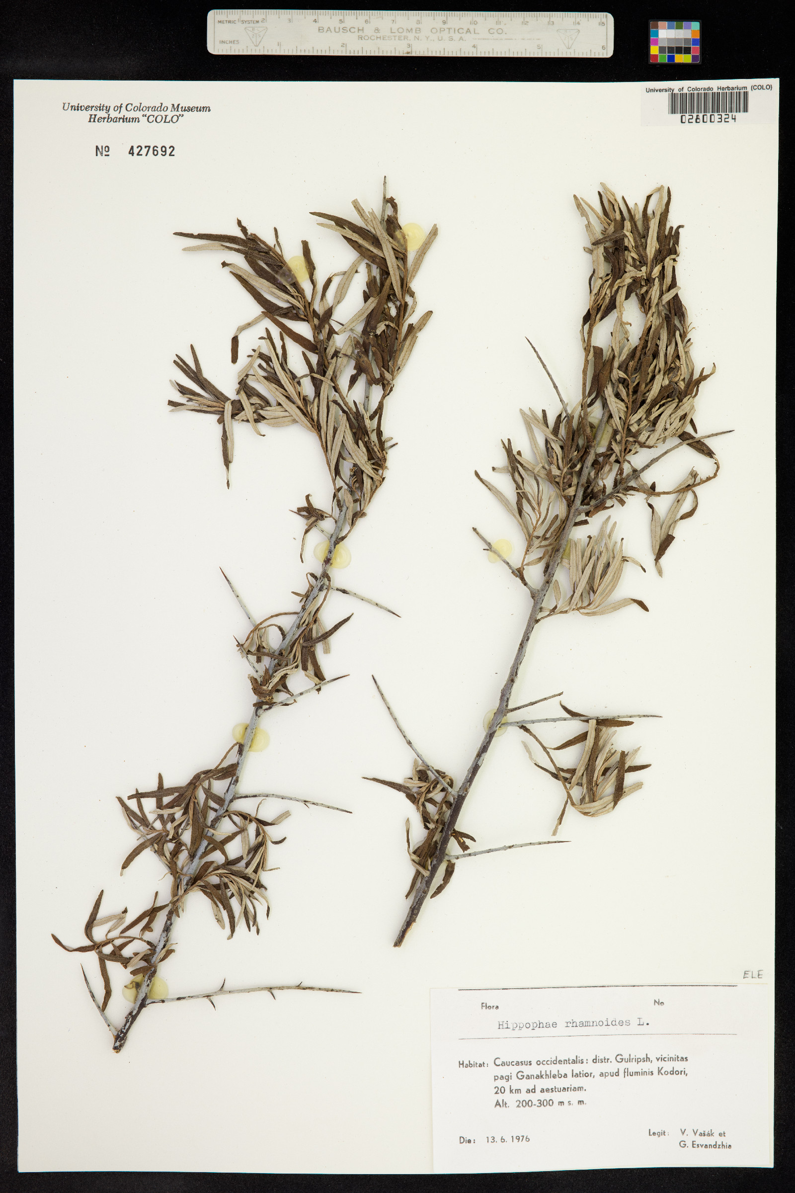 Hippophae image