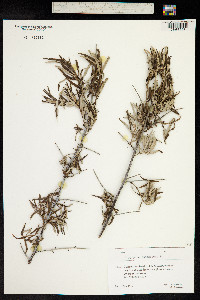 Hippophae rhamnoides image