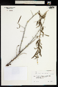 Hippophae rhamnoides image