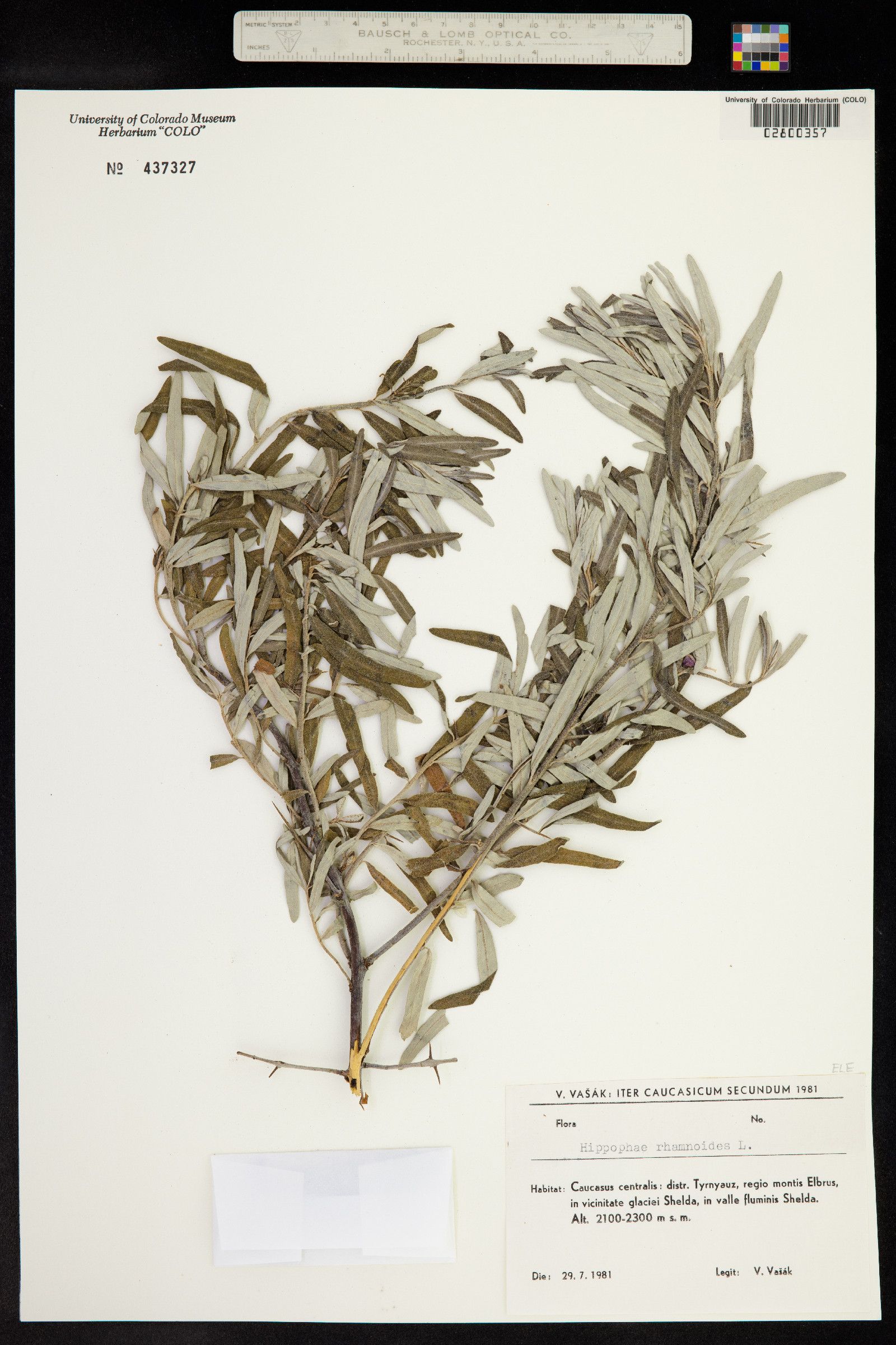 Hippophae rhamnoides image