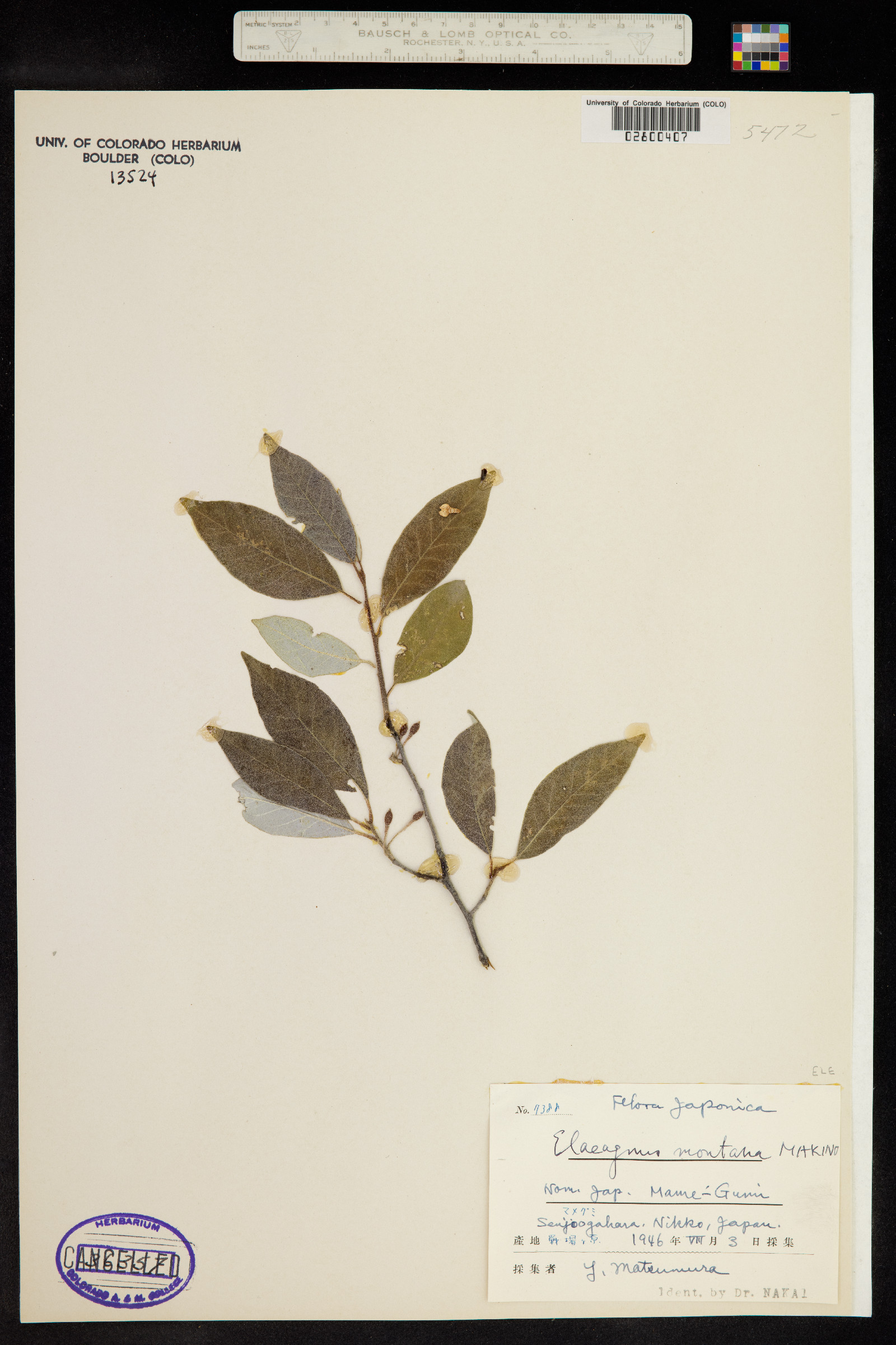 Elaeagnus montana image