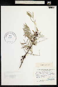 Hippophae rhamnoides image