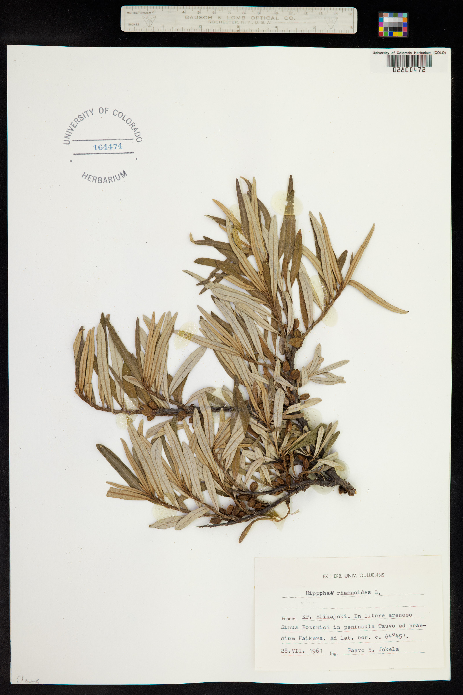 Hippophae image