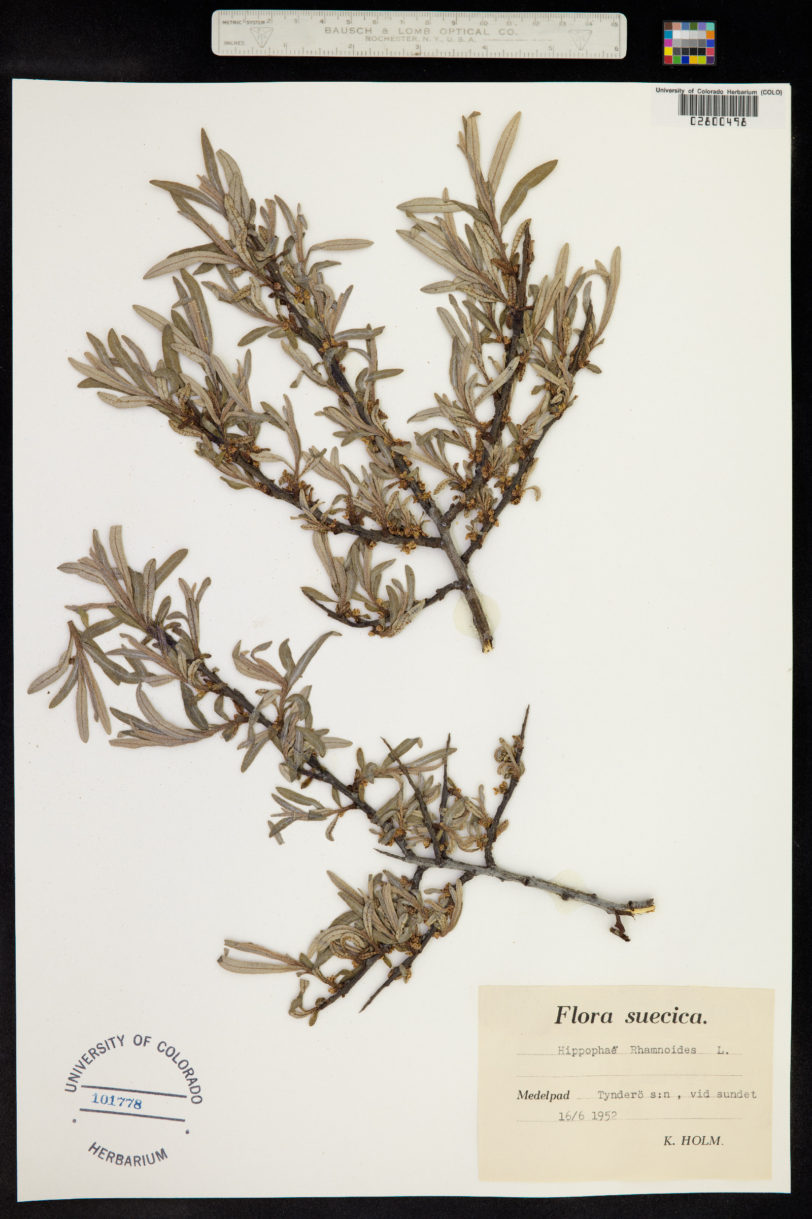 Hippophae rhamnoides image
