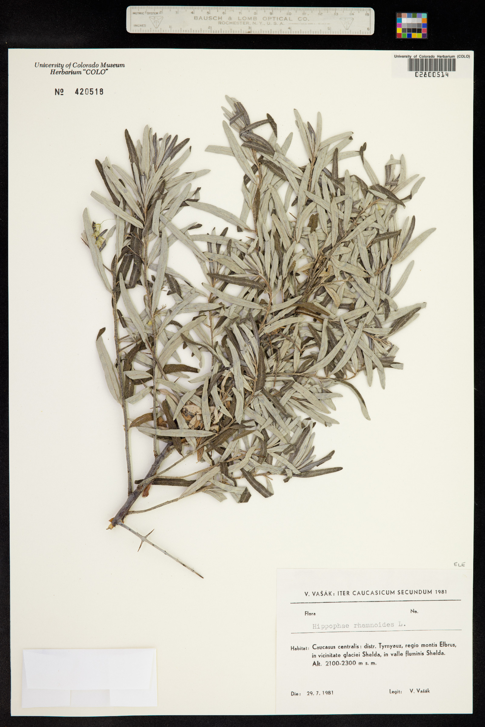 Hippophae rhamnoides image