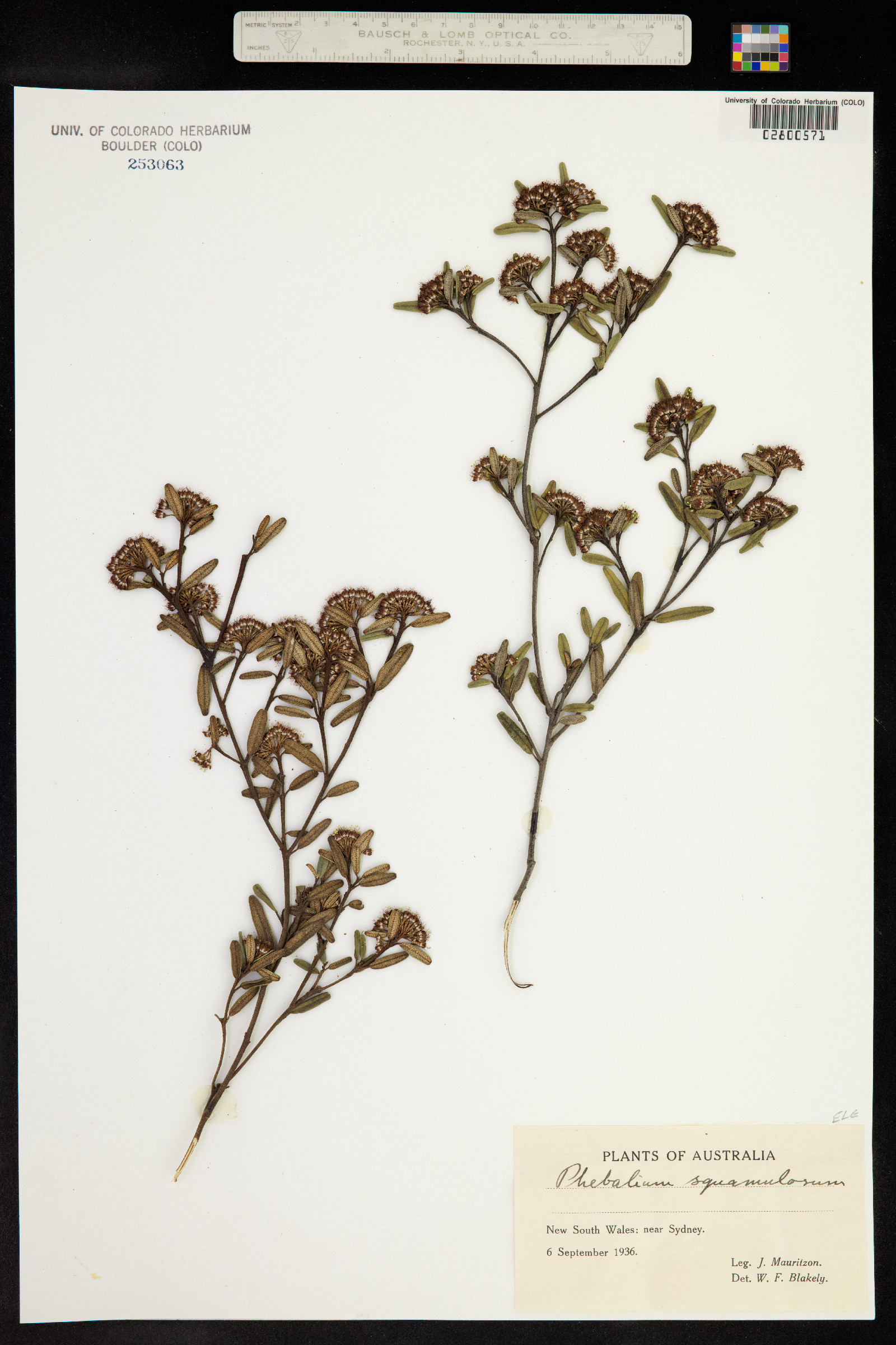 Phebalium squamulosum image