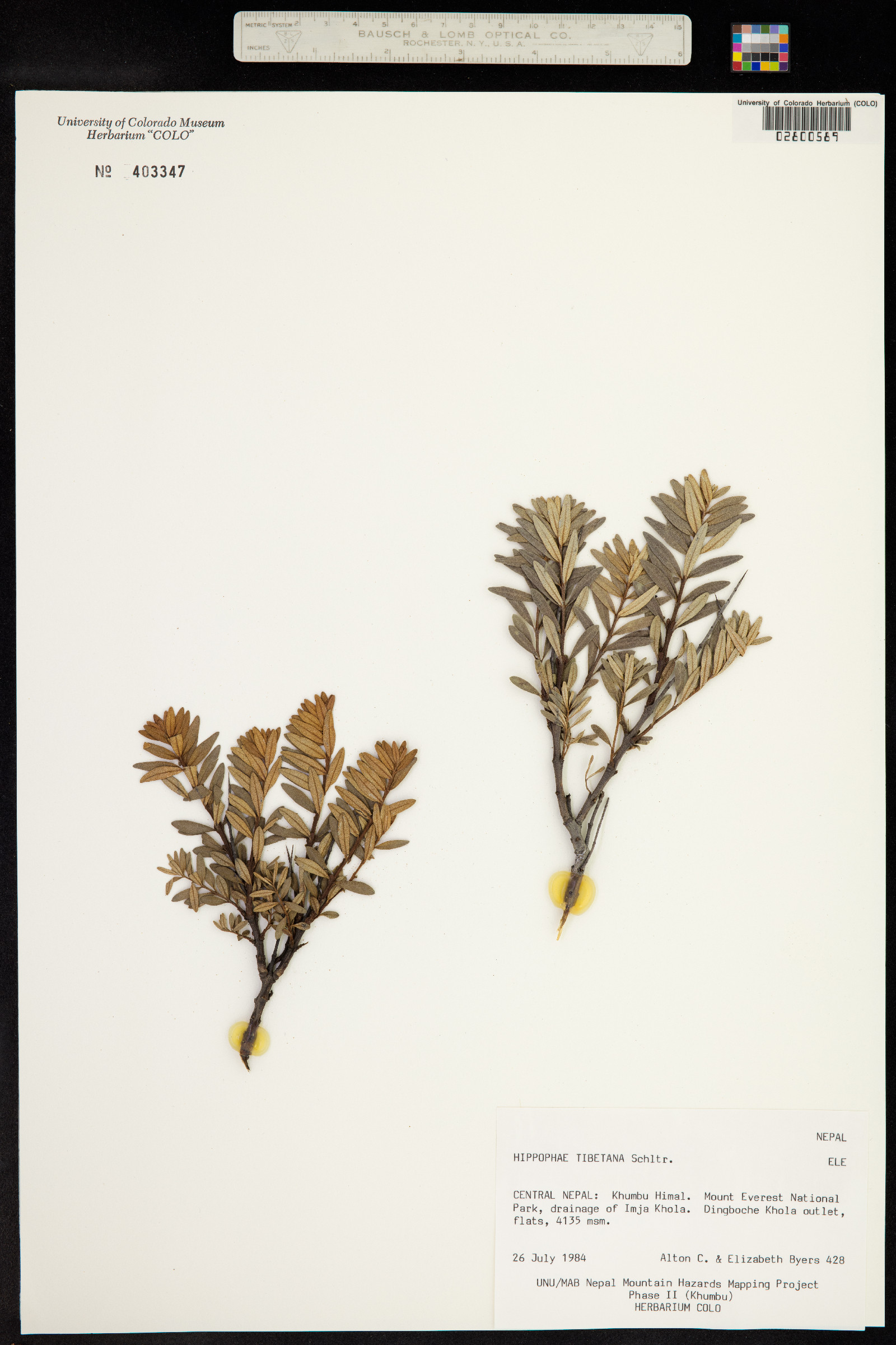 Hippophae tibetana image