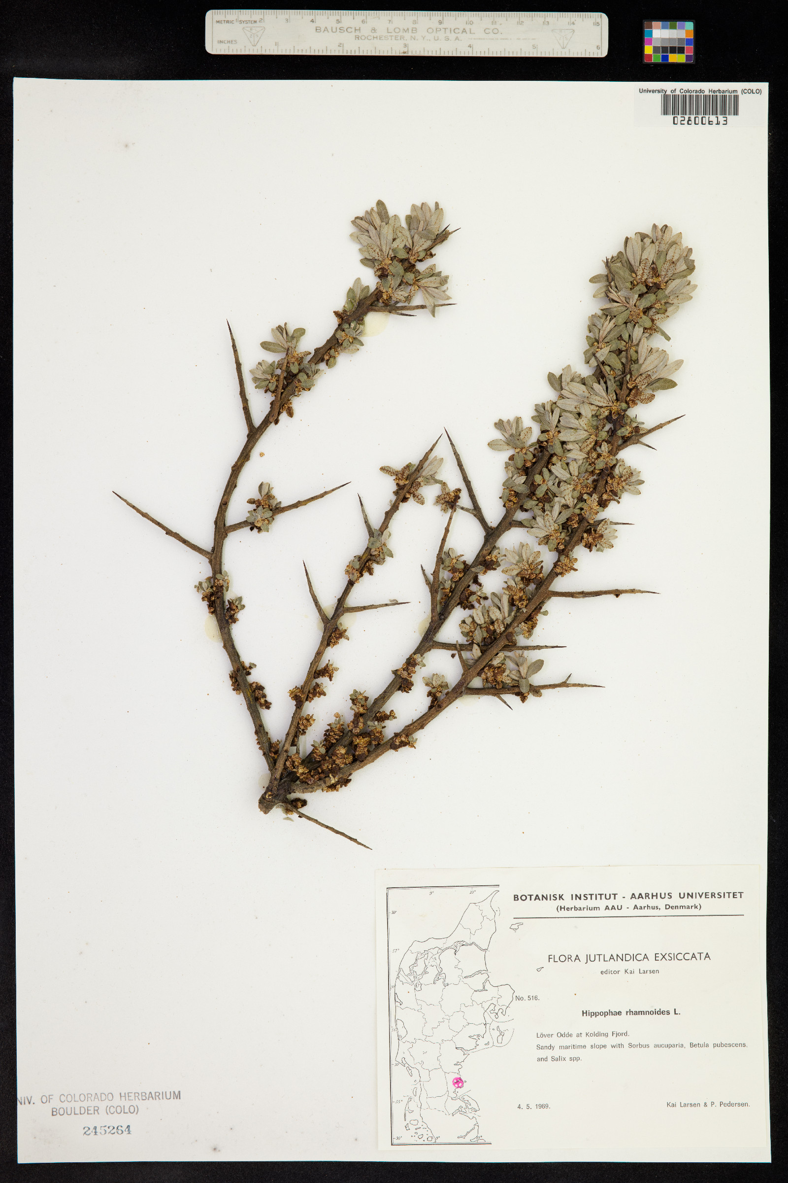 Hippophae rhamnoides image