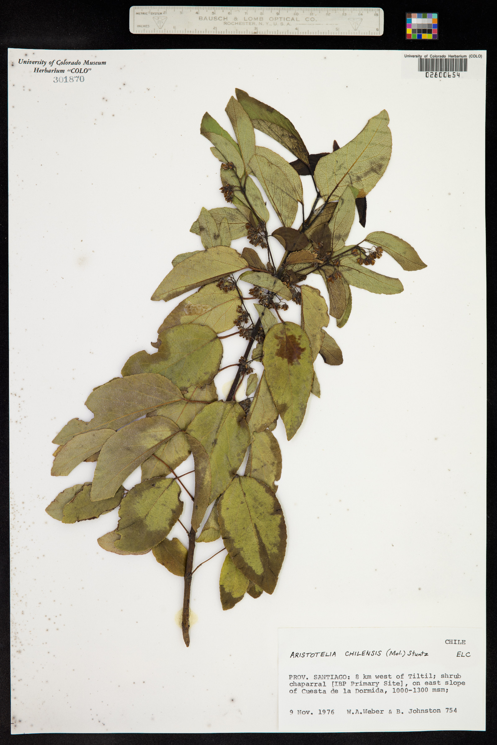 Aristotelia chilensis image