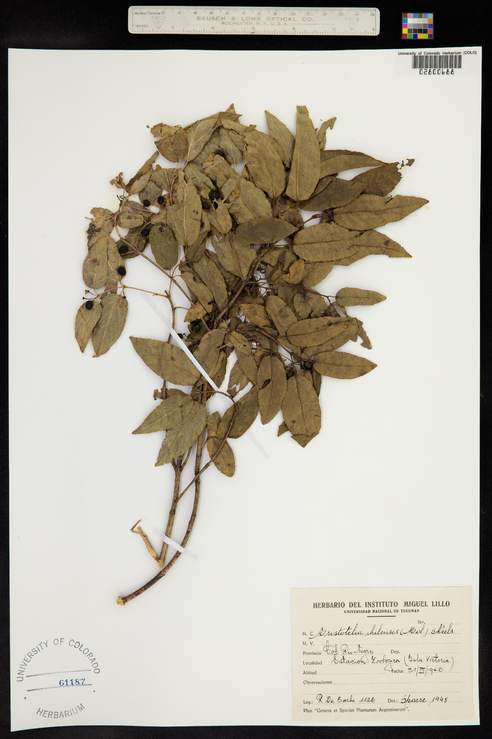 Aristotelia chilensis image