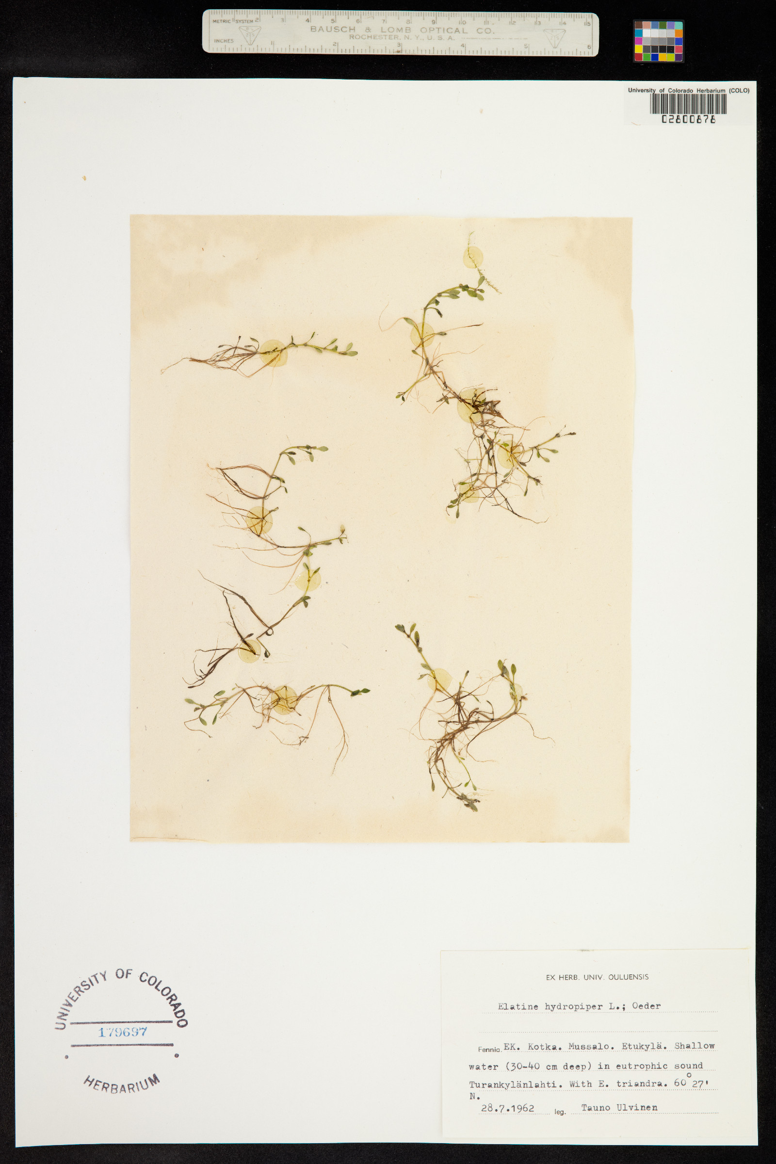 Elatine hydropiper image