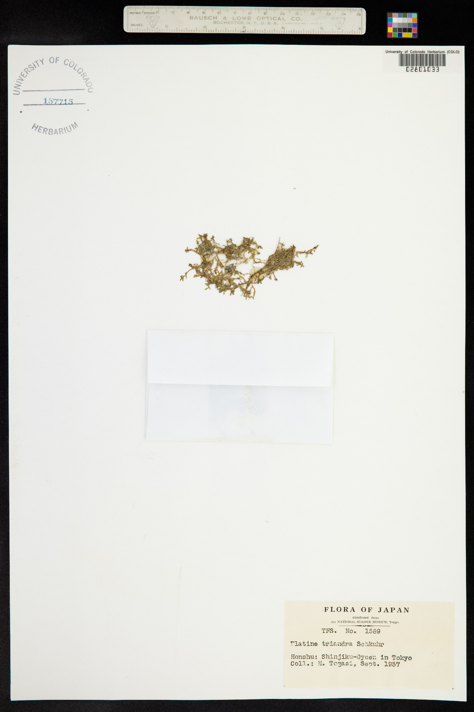 Elatine triandra image