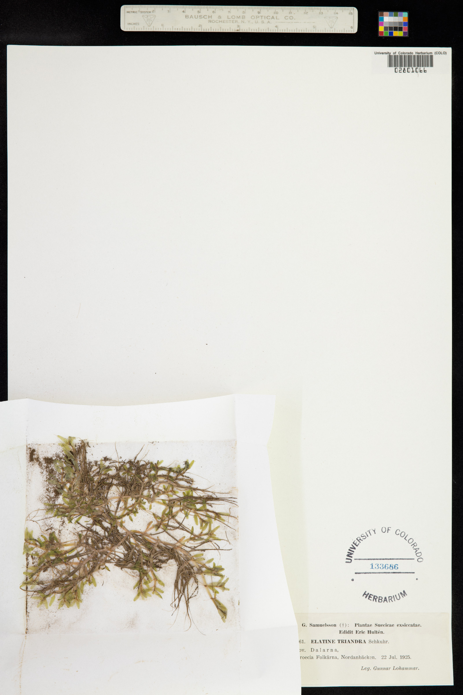 Elatine triandra image