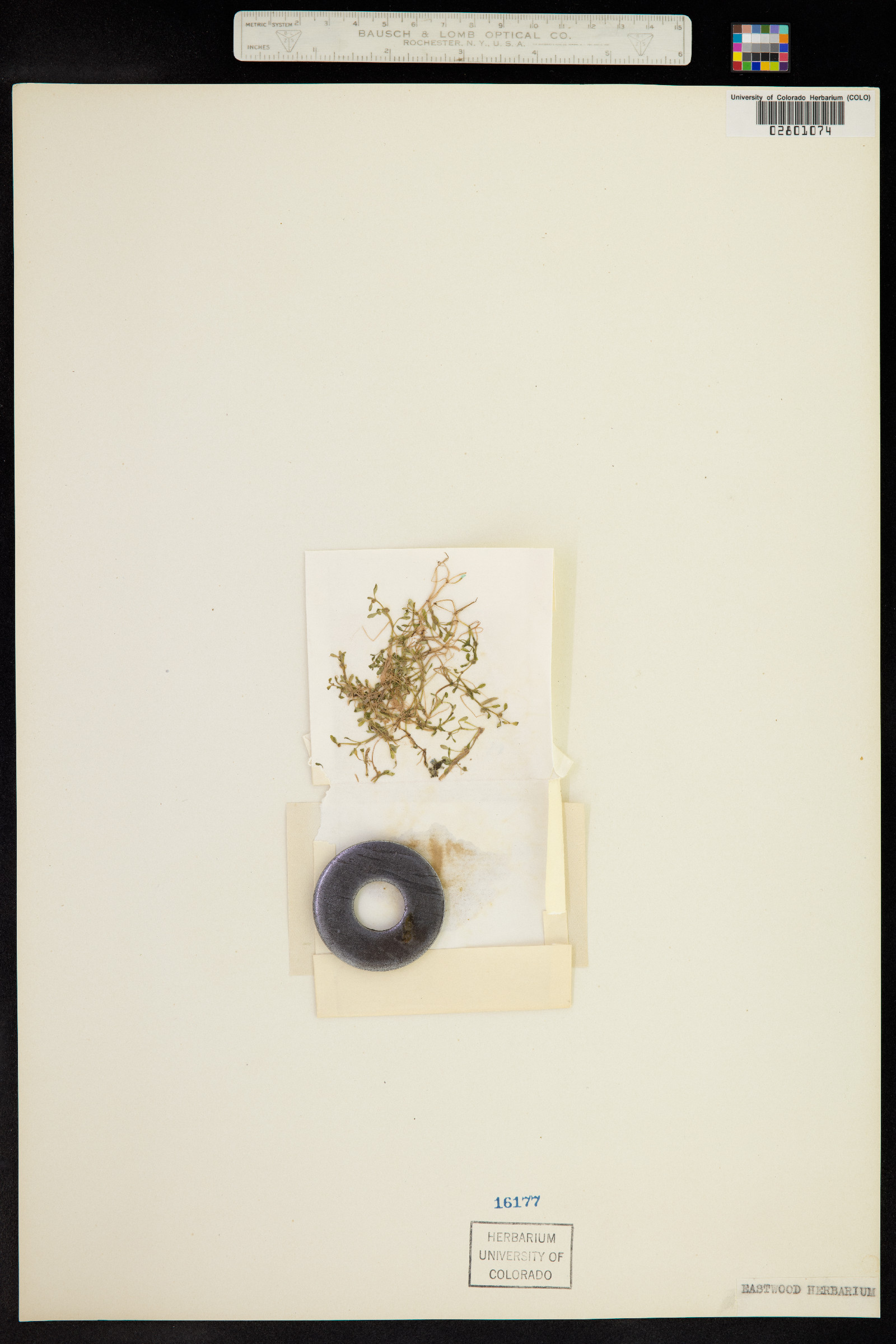 Elatine hydropiper image