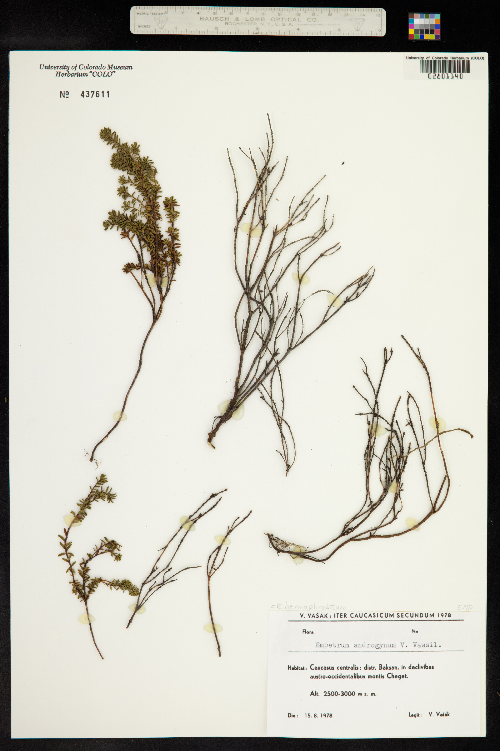 Empetrum nigrum image