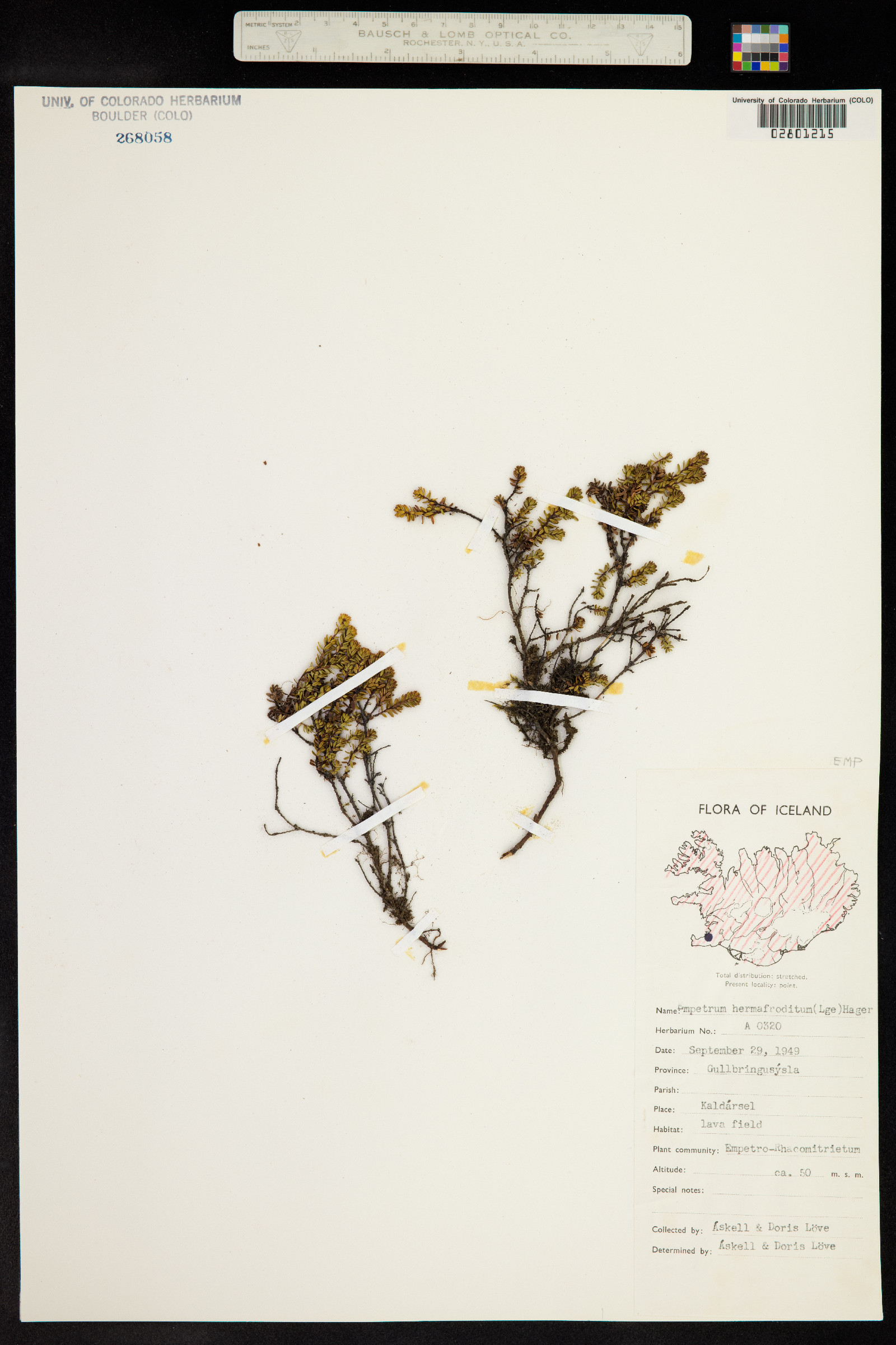 Empetrum nigrum image