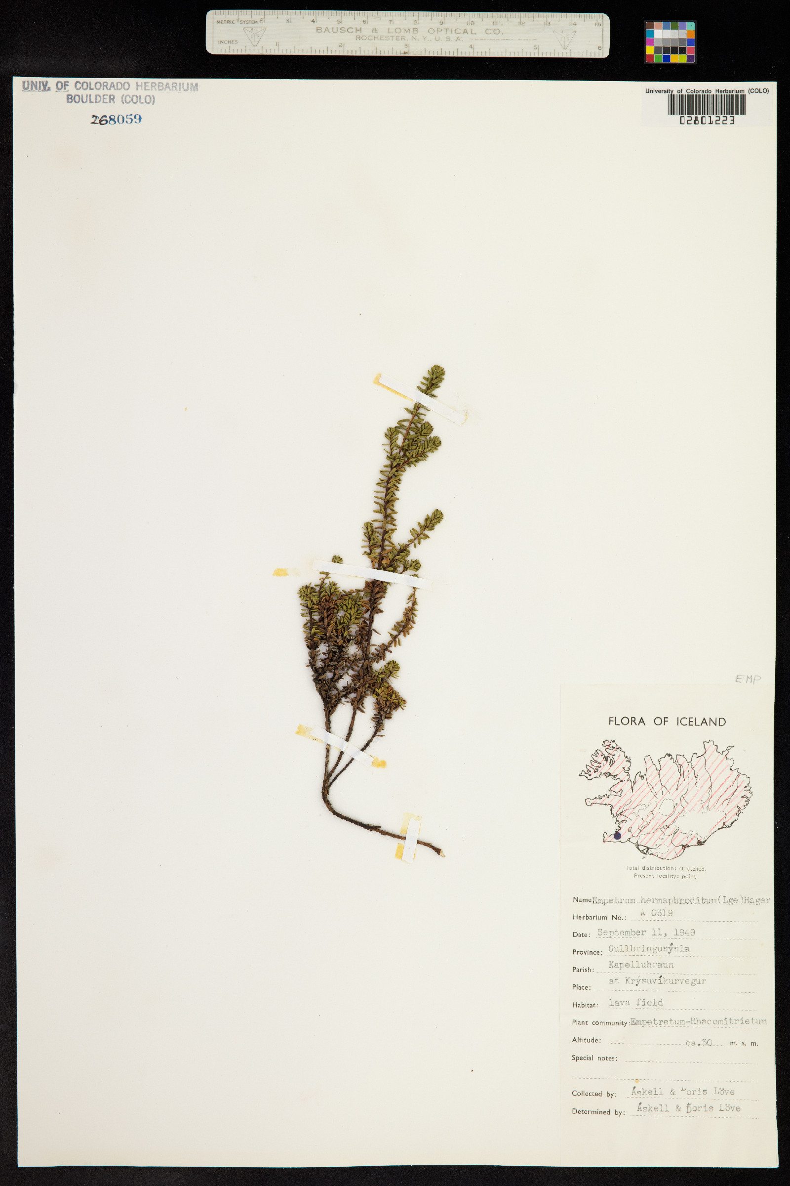 Empetrum nigrum image