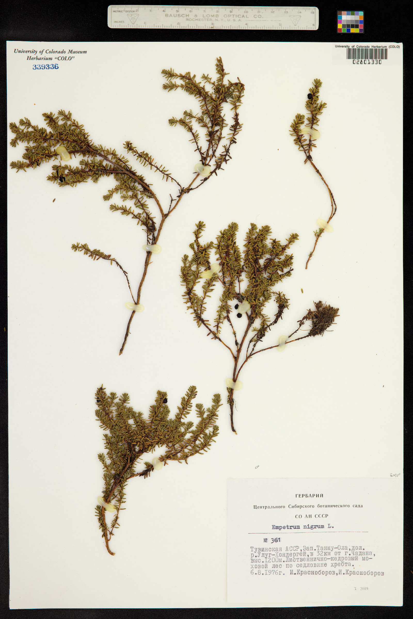 Empetrum nigrum image