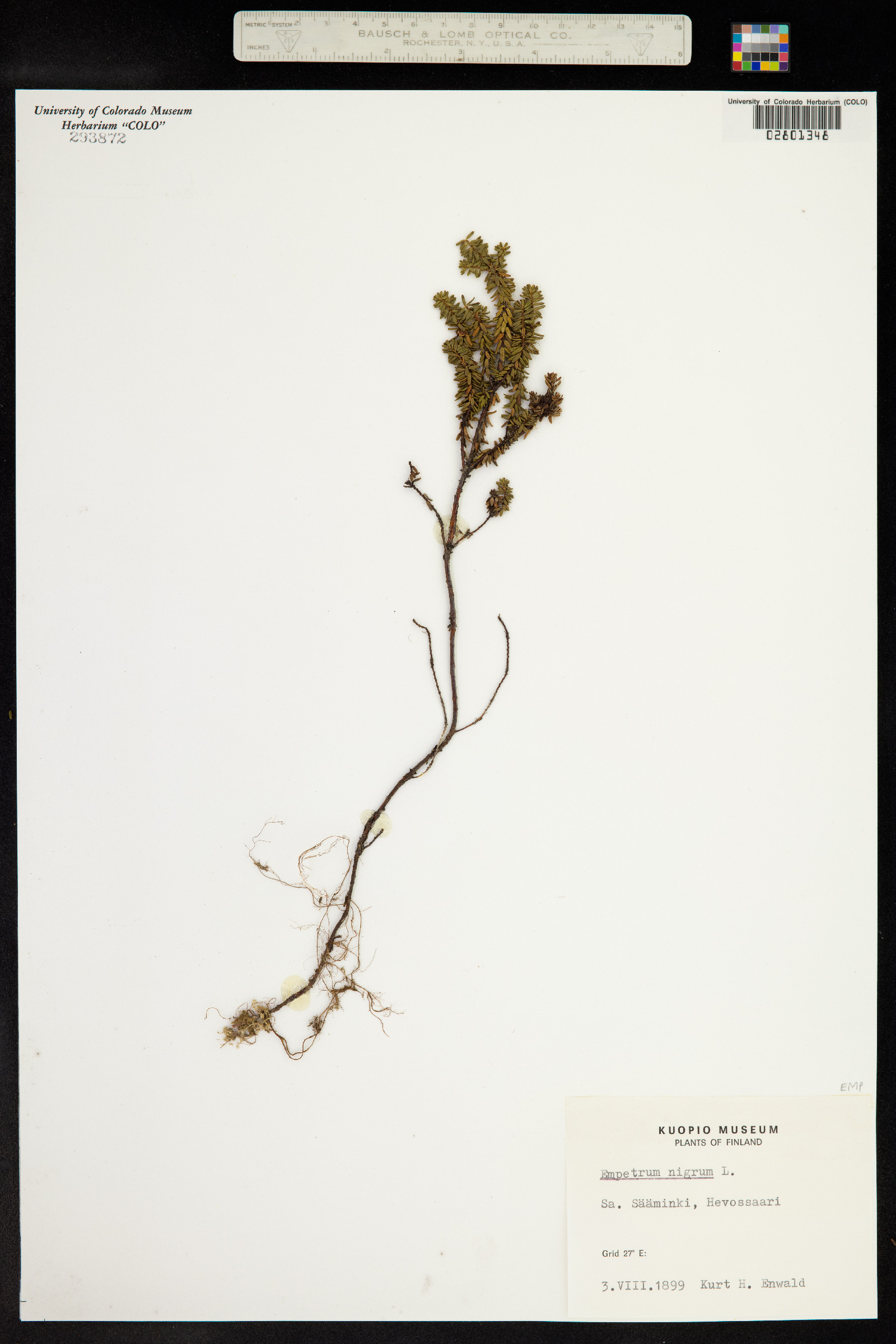 Empetrum nigrum image