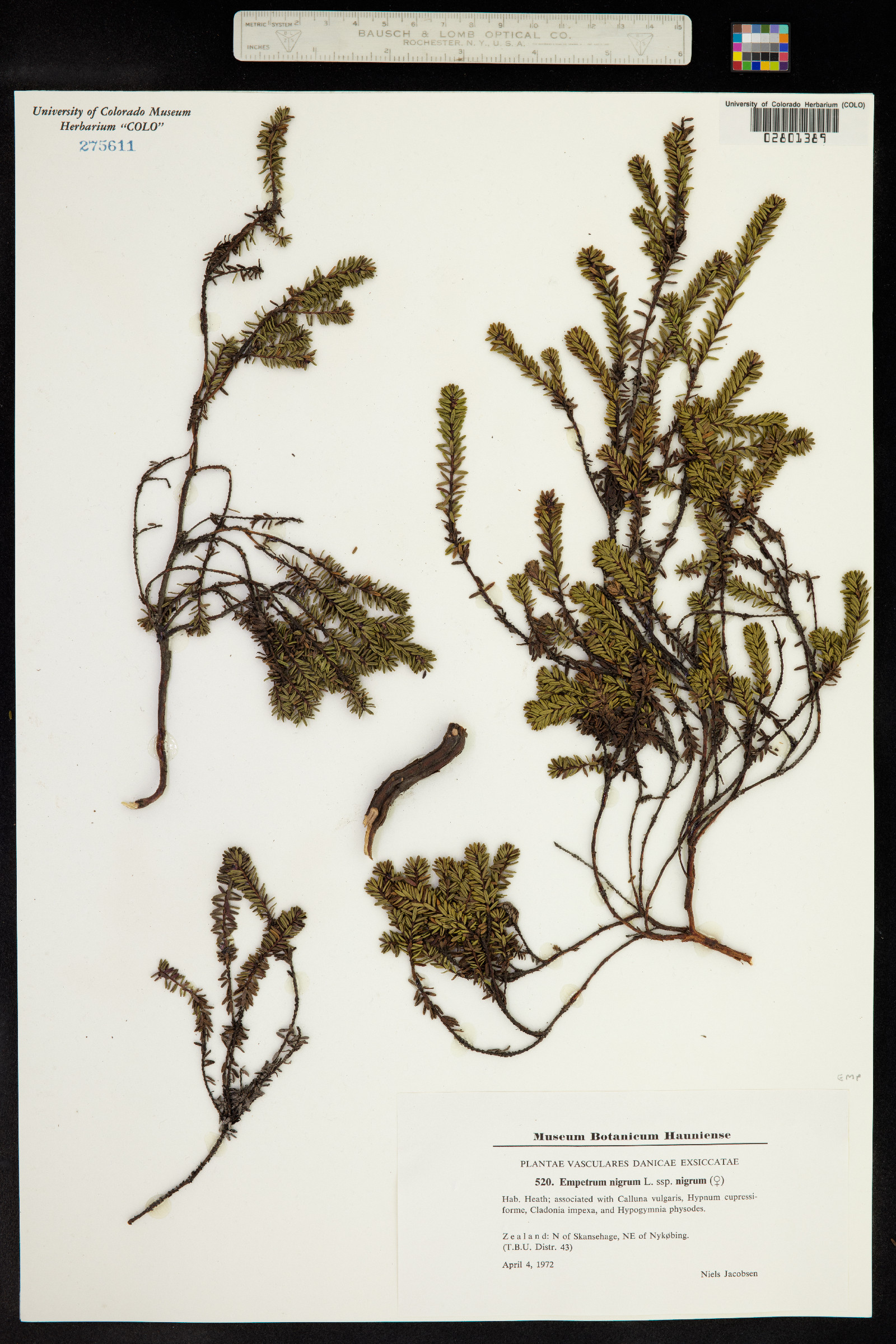 Empetrum nigrum image