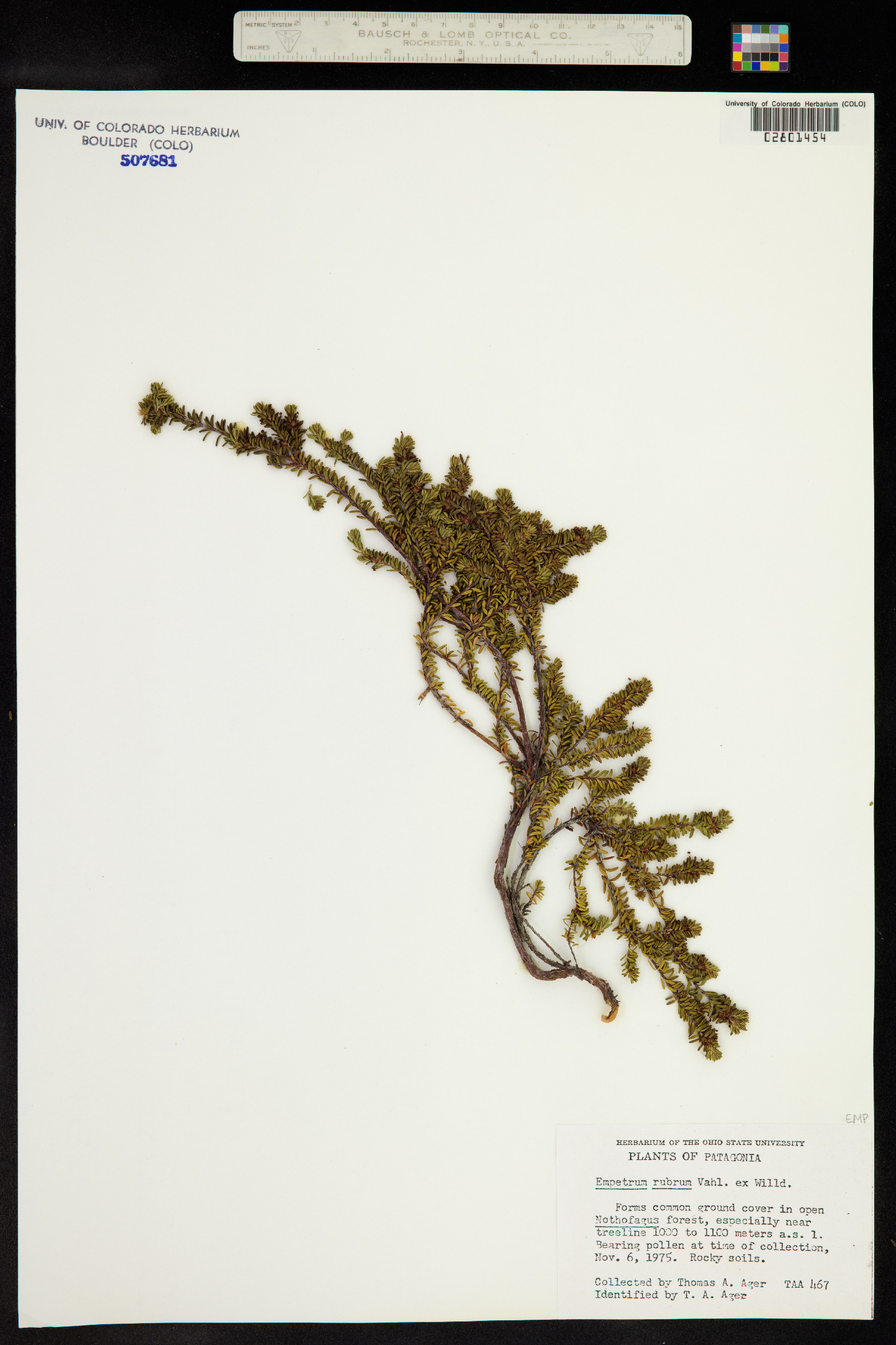 Empetrum rubrum image