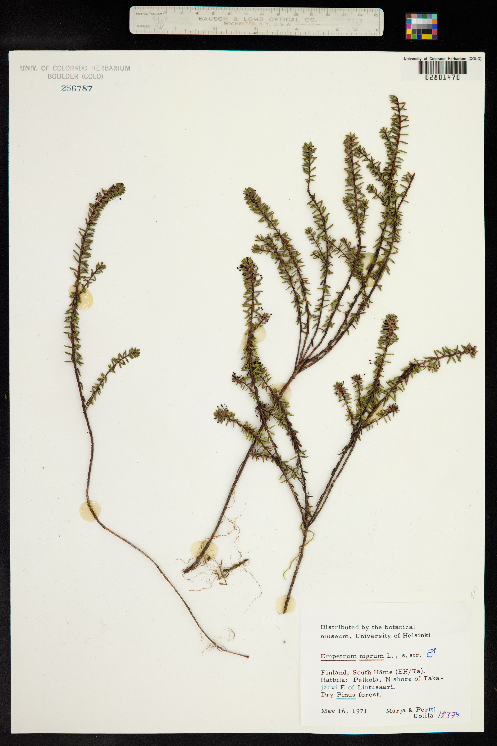 Empetrum nigrum image