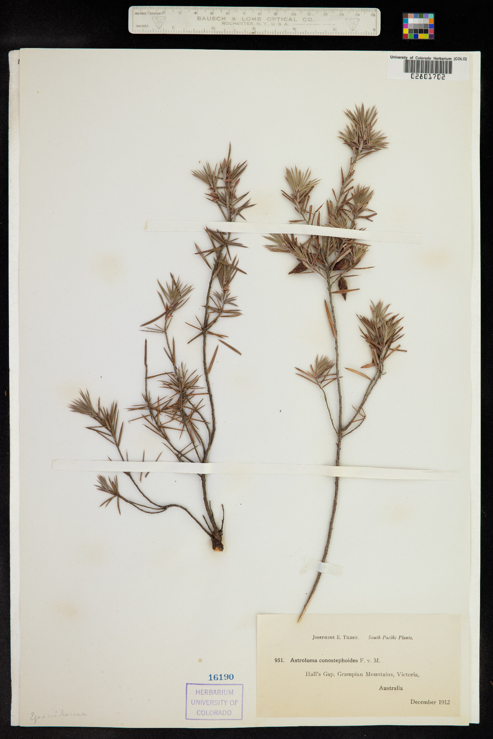 Astroloma conostephioides image