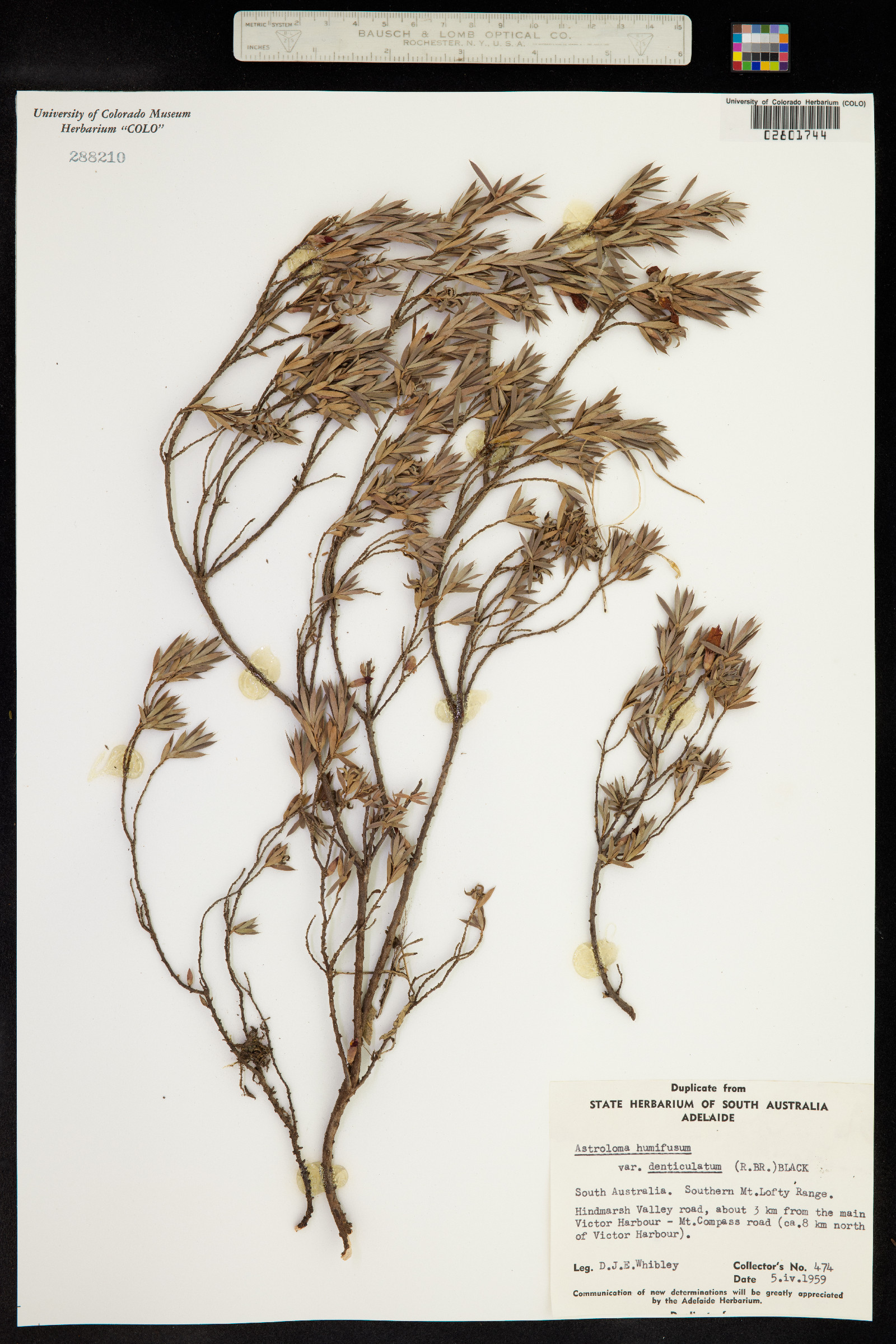Astroloma humifusum image
