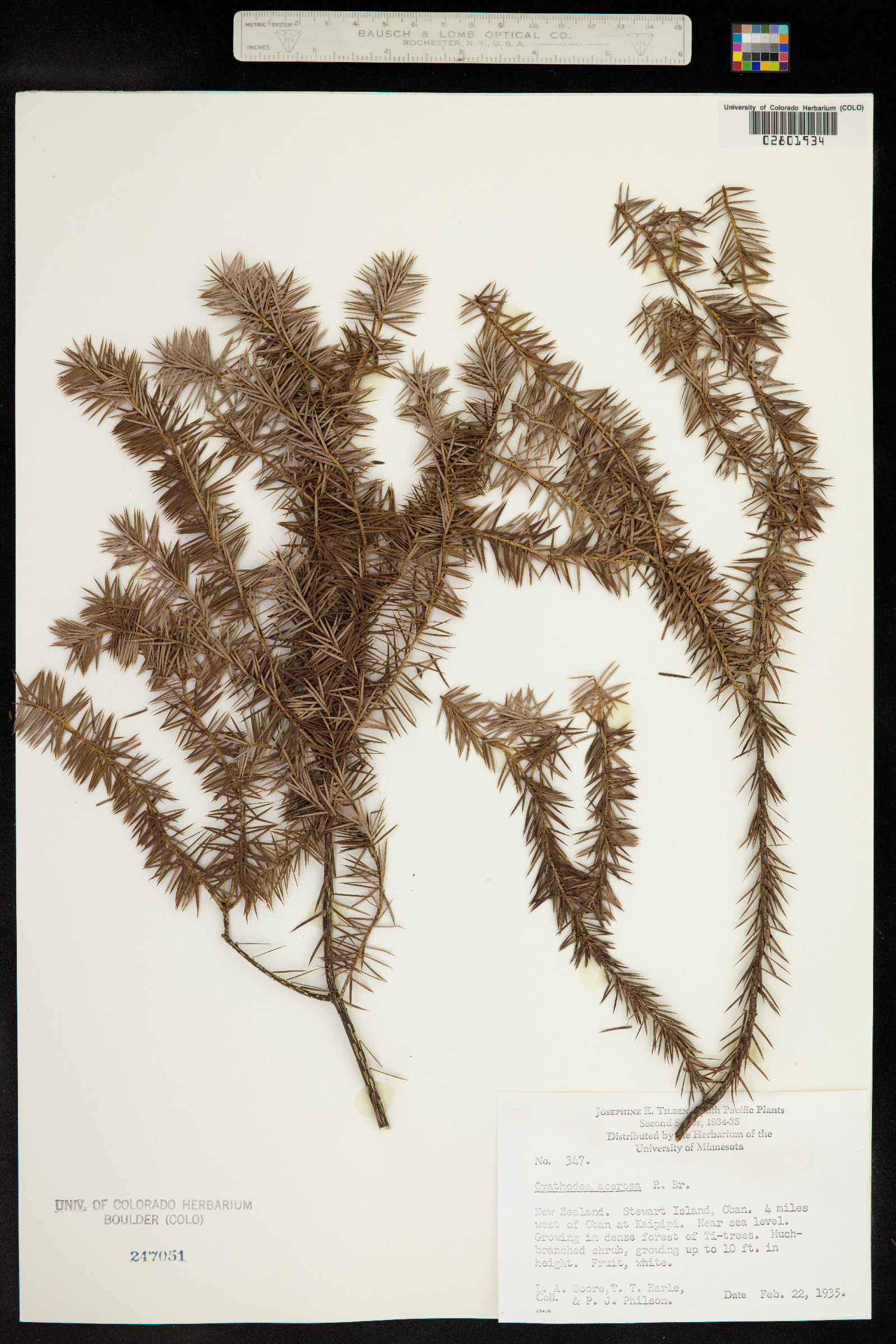 Cyathodes acerosa image