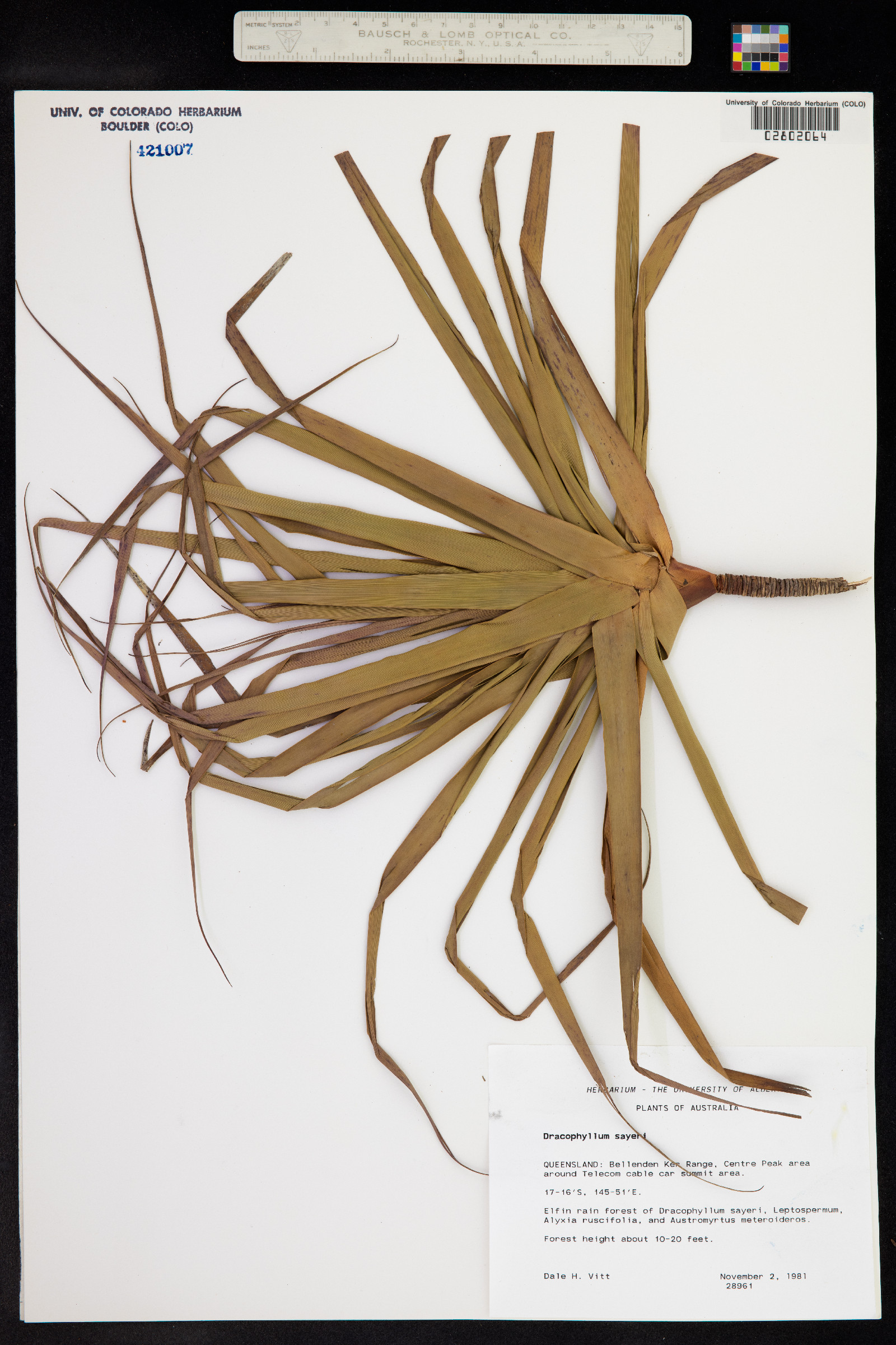 Dracophyllum sayeri image