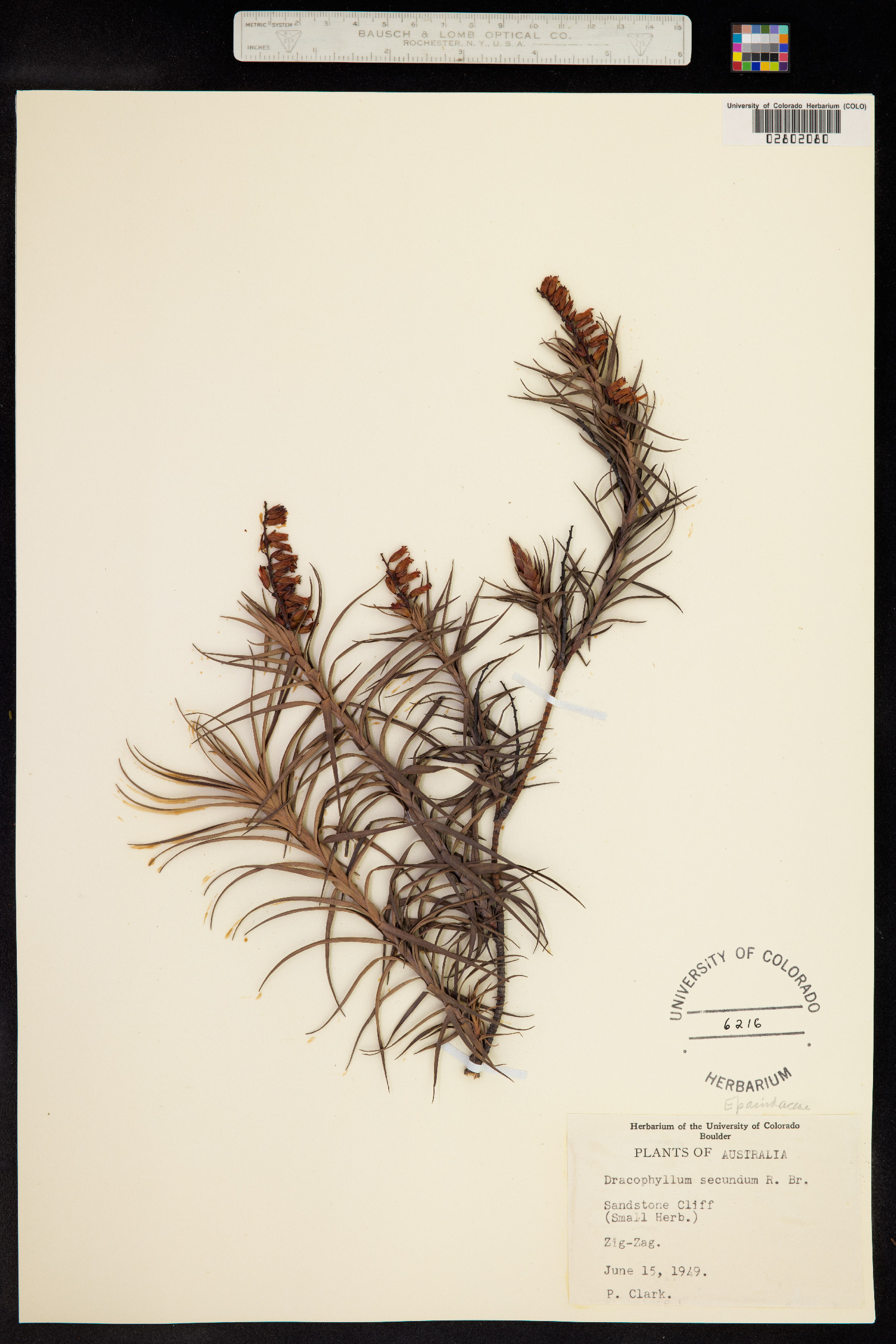 Dracophyllum secundum image