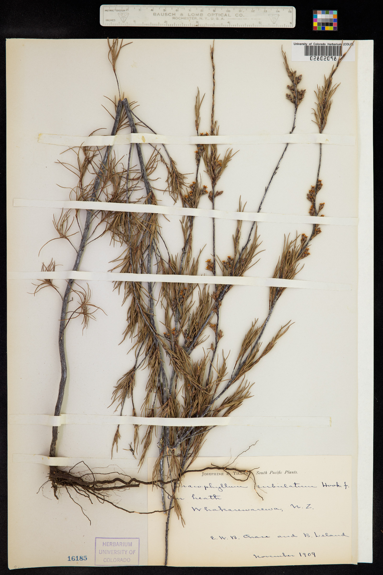 Dracophyllum subulatum image